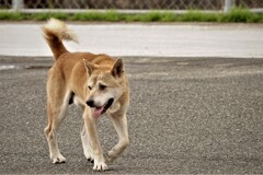 のらいぬジﾖーｫ・・・