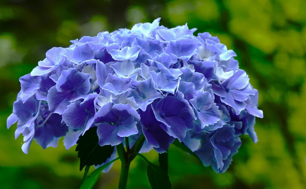 咲きはじめた紫陽花