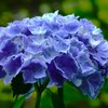 咲きはじめた紫陽花