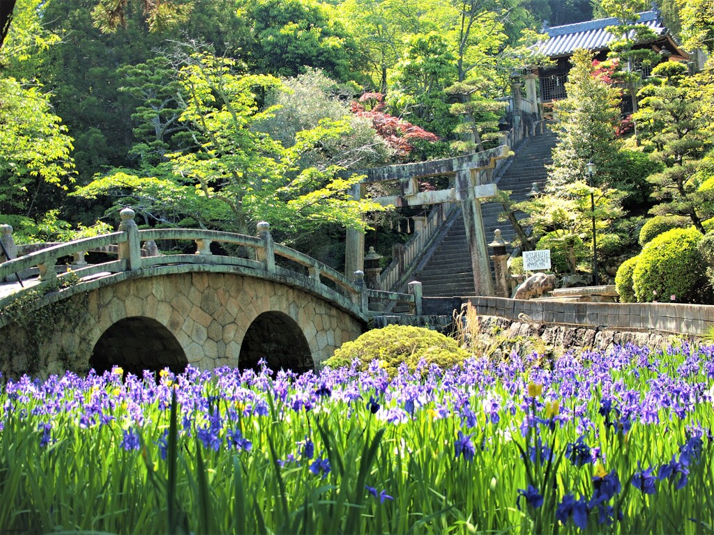 杜若と眼鏡橋～菅原神社　１