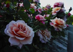 夕暮れ迫る近所の公園にて～