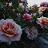 夕暮れ迫る近所の公園にて～
