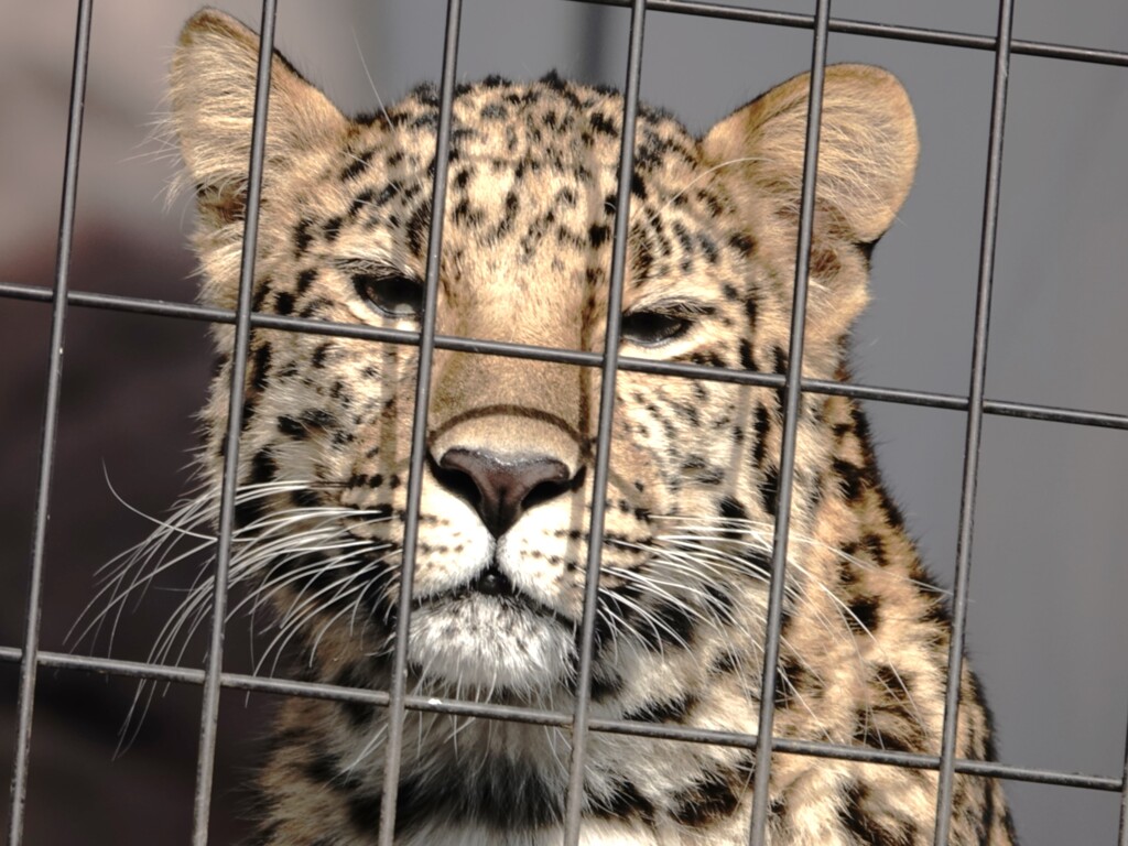 アムールヒョウの憂鬱～そっちの世界は楽しいのかい