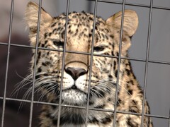 アムールヒョウの憂鬱～そっちの世界は楽しいのかい