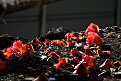 潔く丸ごと落ちる椿の花～