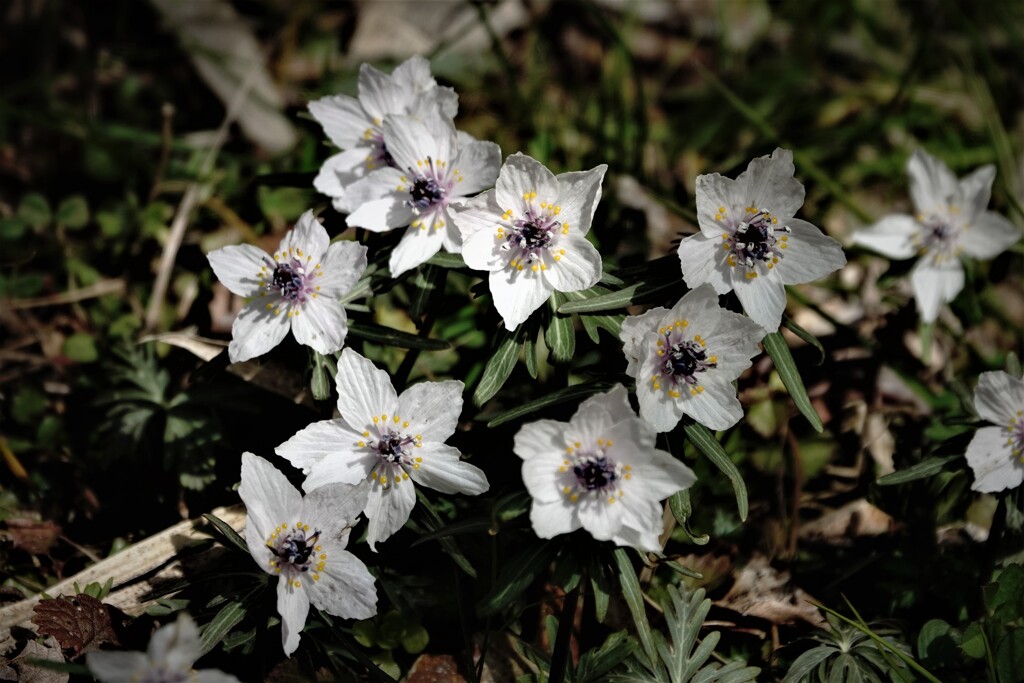 春を告げる花～節分草　３