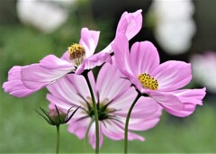 秋の花といえば～やはり秋桜ですね　