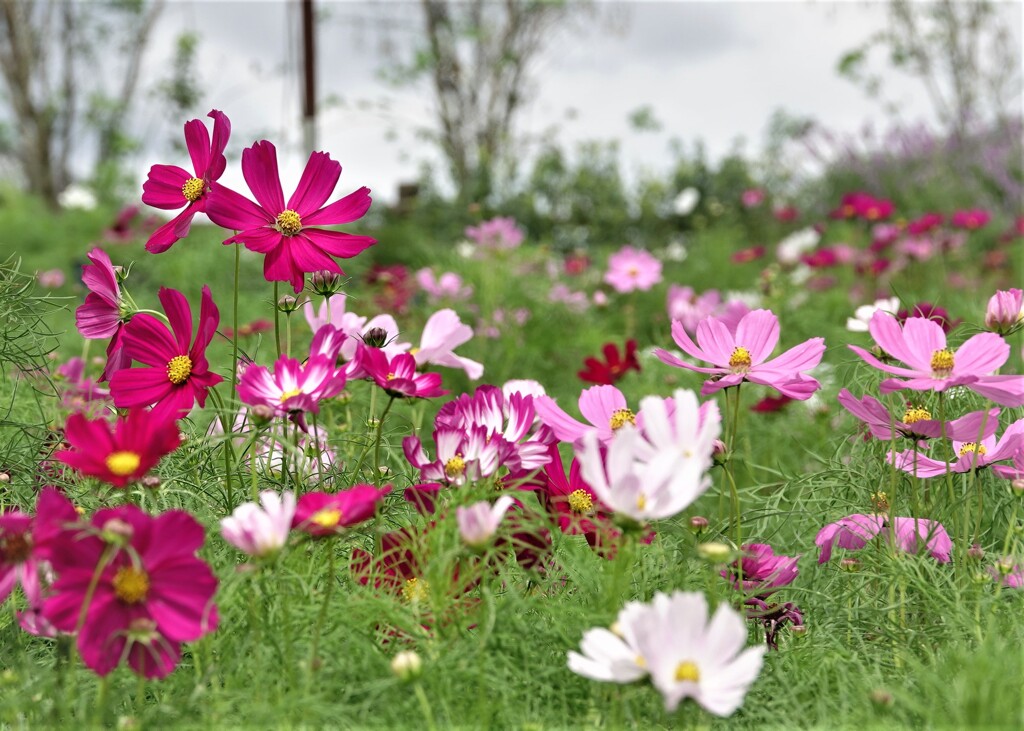 秋の花といえば～やはり秋桜ですね　２