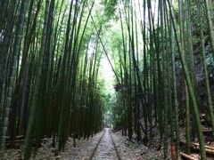  日本で一番美しい廃線跡らしい～倉吉線・竹林エリア　１