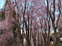 しだれ桜～甲山ふれあいの里