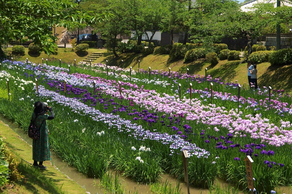 吉香公園～花菖蒲園