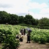 アナベル咲く森  2