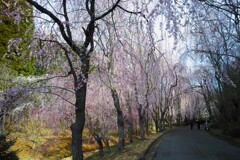 しだれ桜の並木道　１