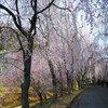 しだれ桜の並木道　１