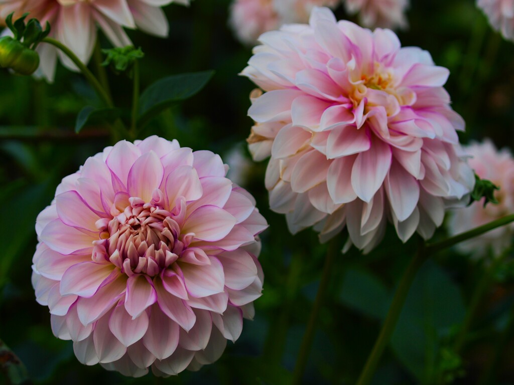 華麗なダリア～