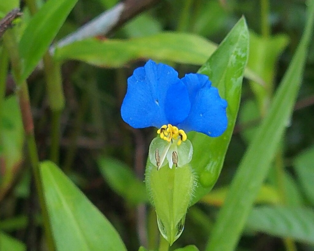 里山の夏の花～ツユクサ