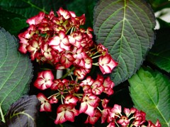多彩な紫陽花　１