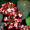 多彩な紫陽花　１