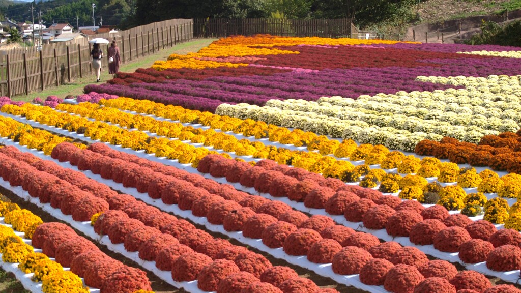 ガーデンマムの花絵