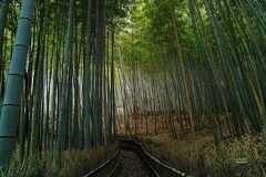 天王池の竹林　２