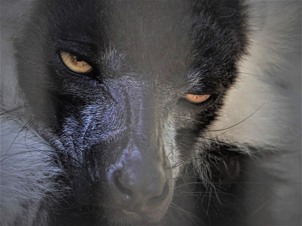 きつい視線　エリマキキツネザル