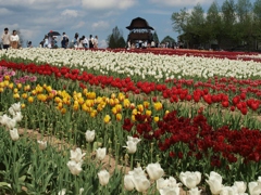 世羅高原　チューリップ園　１