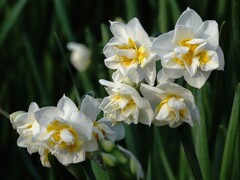 八重の水仙