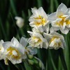 八重の水仙