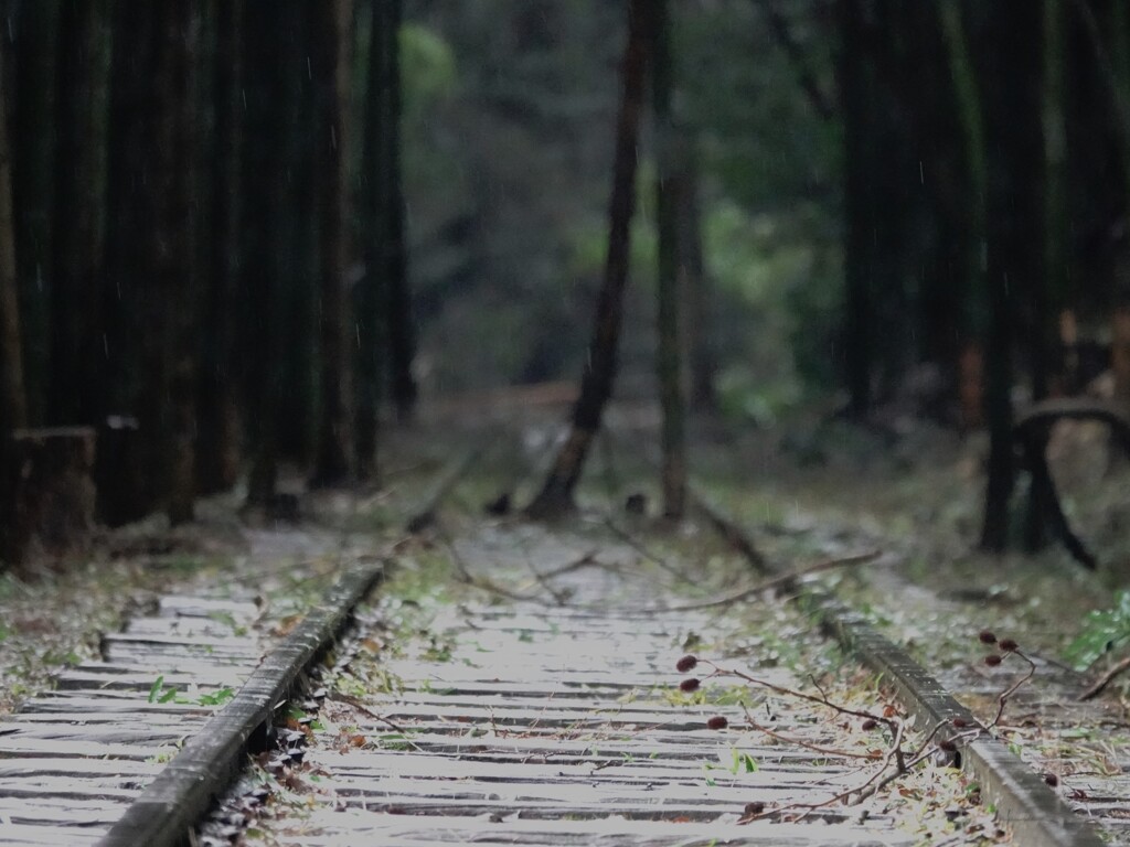 幻想的な空間～廃線跡