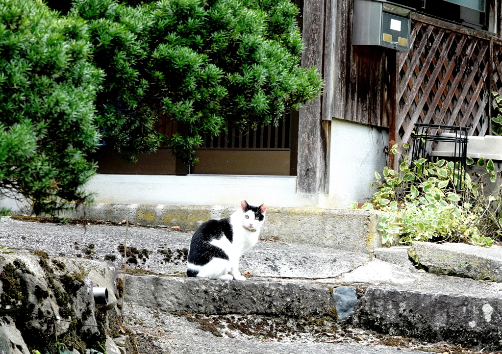 番犬ならぬ番猫フタちゃん～1