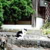 番犬ならぬ番猫フタちゃん～1