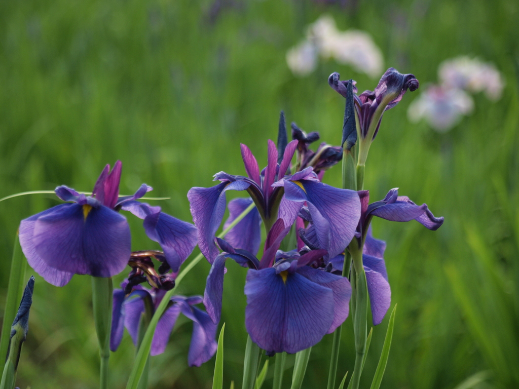 春日池公園の菖蒲　２