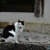 番犬ならぬ番猫フタちゃん～２