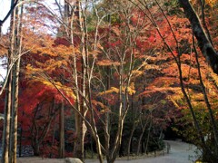 神勝寺の紅葉　１