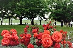 バラ咲く公園にて　１