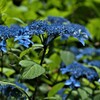 雨上がり映える紫陽花