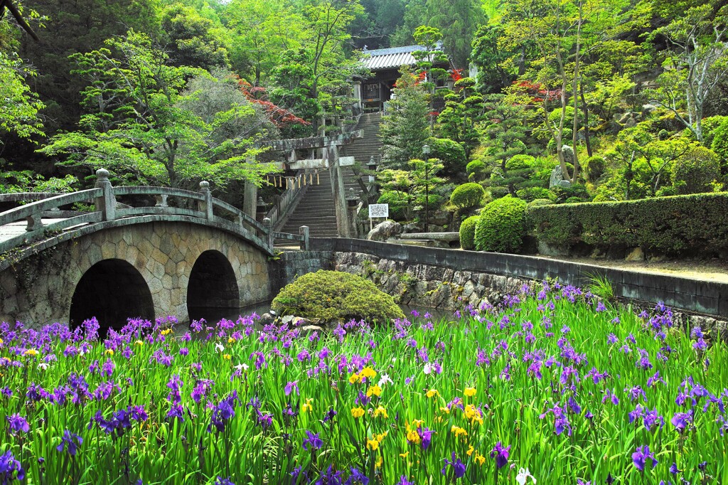 杜若と眼鏡橋　１