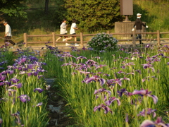春日池公園の菖蒲　１