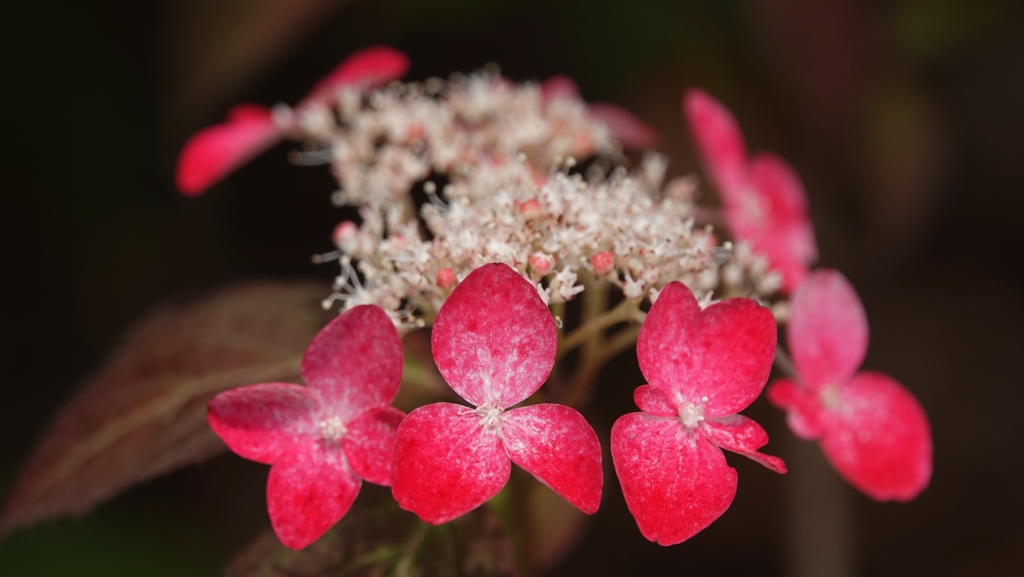 山紫陽花の紅（くれない）