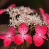 山紫陽花の紅（くれない）