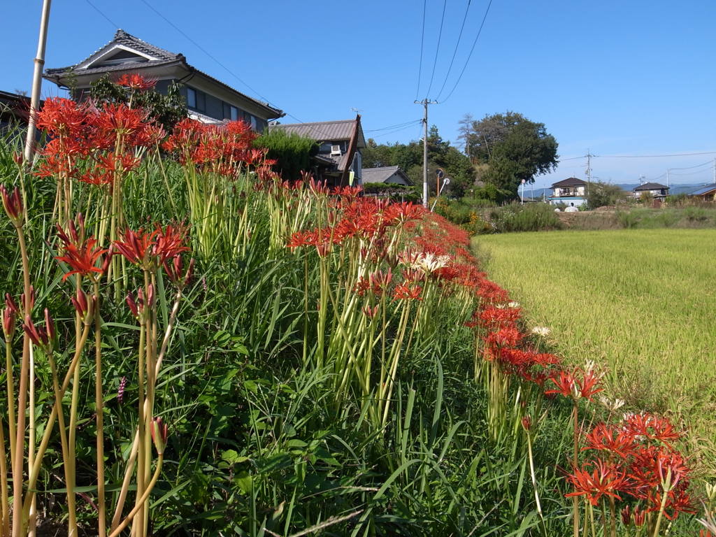 彼岸花　３