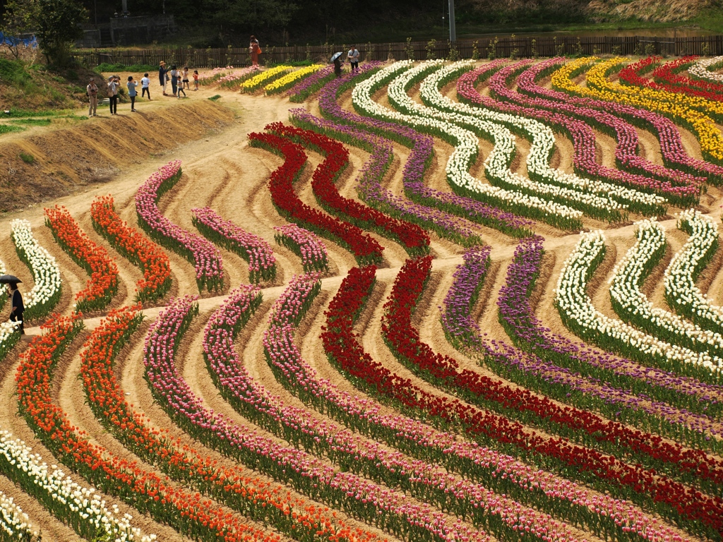 世羅高原　チューリップ園　４