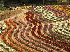 世羅高原　チューリップ園　４