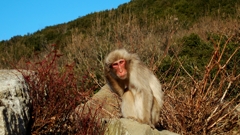 銚子渓　お猿の国　１ 