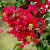 何時までも元気な百日紅～