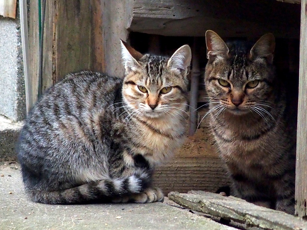 御手洗の猫