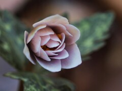 春を告げる花～ユキワリイチゲ