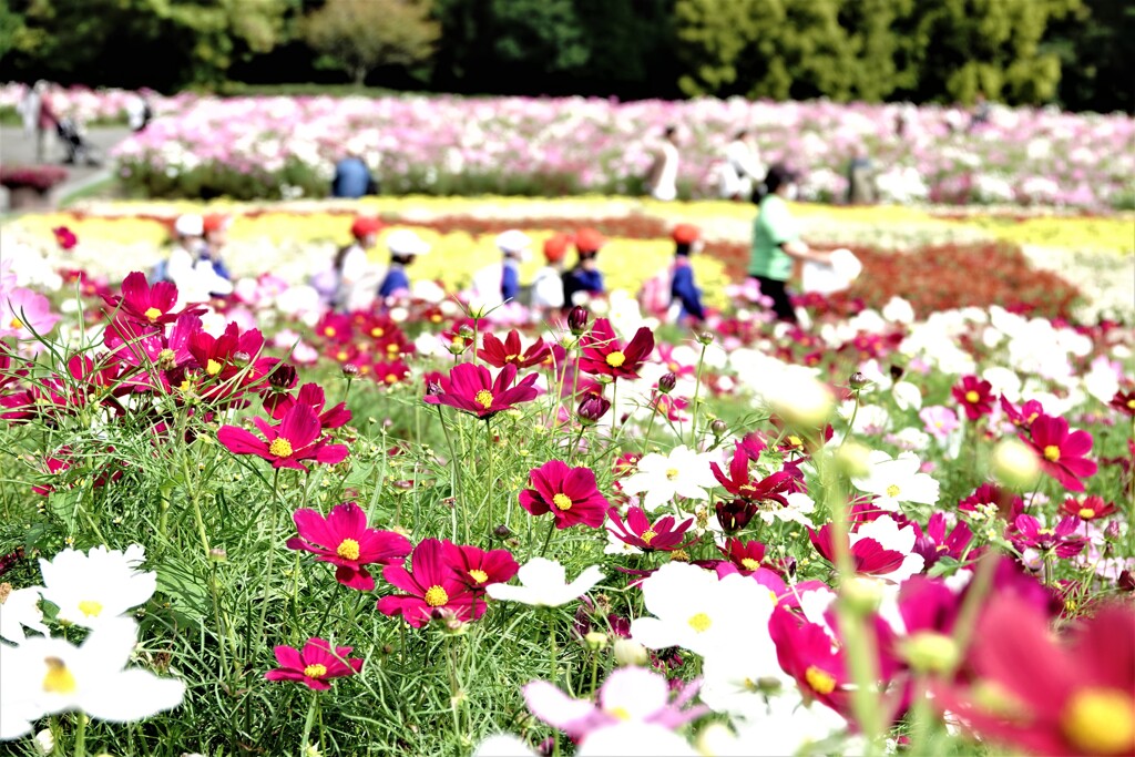 秋桜いっぱい～楽しいね遠足