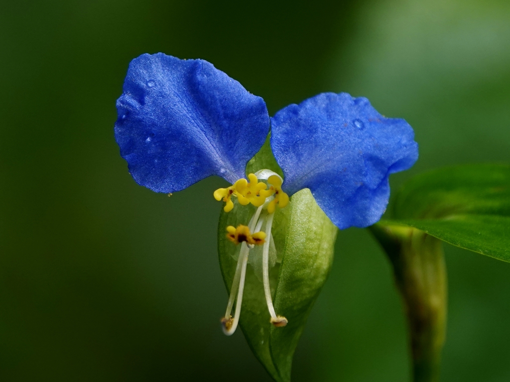 梅雨に露草咲く～