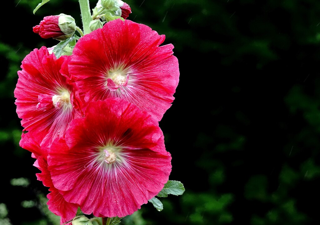 夏の花～立葵